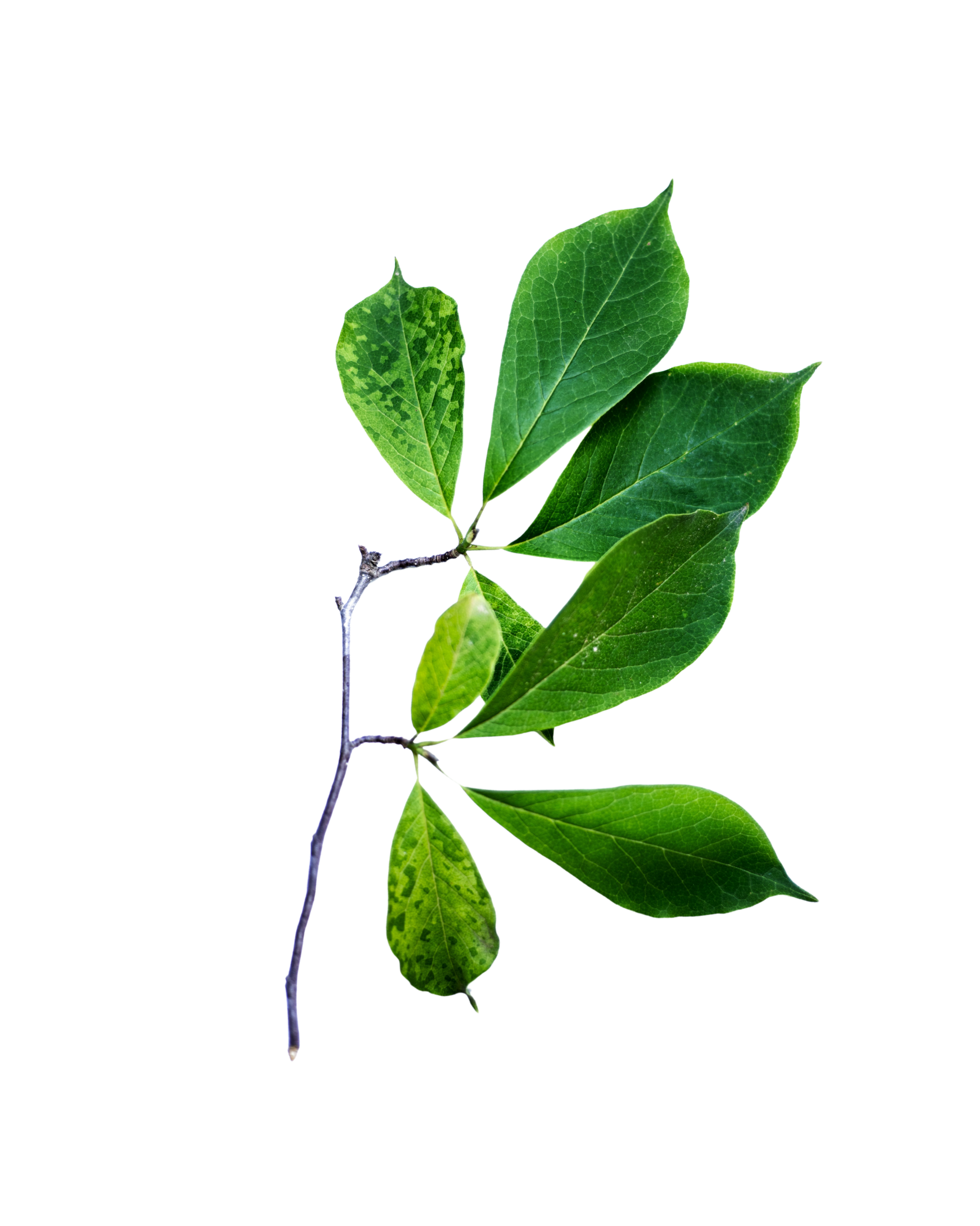 Matcha + Creatine: A Smarter Alternative to Pre-Workout in the UK