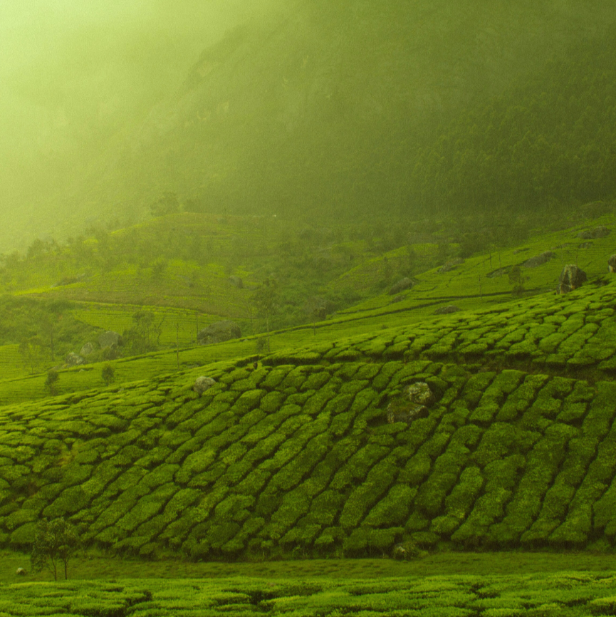 Matcha vs Coffee: What’s Better for Clean Energy, Focus, and Wellness